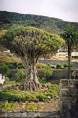 Icod de los Vinos